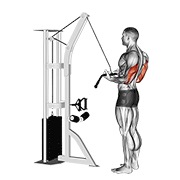 Demostración: Extensión en polea reverse-grip en polea