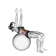 Demostración: Crunch (on stability ball, de brazos recto)