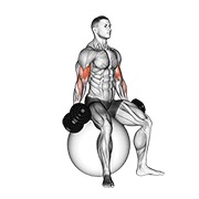 Demostración: Curl de bíceps sentado con mancuernas (sobre pelota de estabilidad)