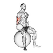 Demostración: Curl de bíceps sentado con lastre (sobre pelota de estabilidad)