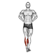 Demostración: Círculos ankle