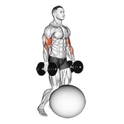 Demostración: Curl de bíceps exercise ball de rodillas con mancuernas