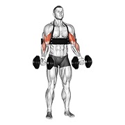 Demostración: Curl de bíceps con mancuernas (con de brazo blaster)